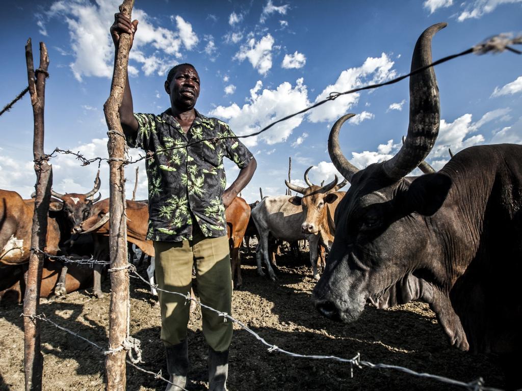 Male African farmer with cattle