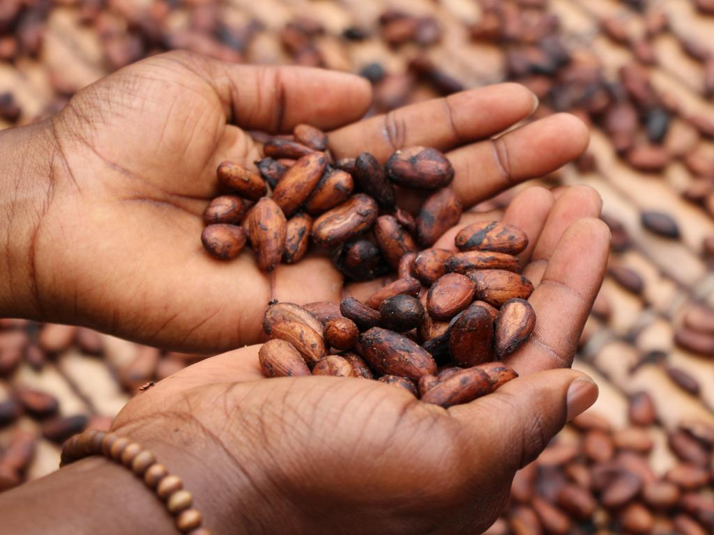 A person's hands with cooking beans in their palms